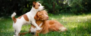 Dogs
